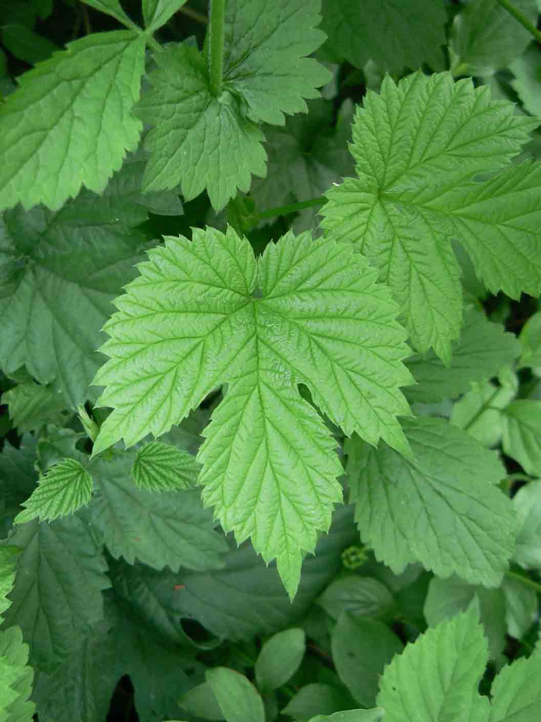 Geum urbanum